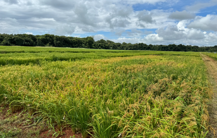 área de plantação de arroz pesquisada pela Emater