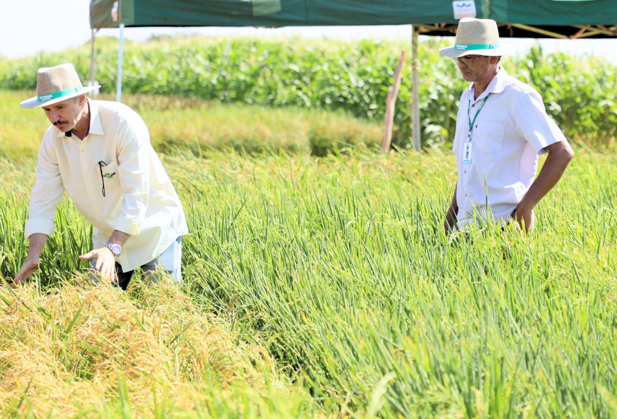 Emater e Embrapa desenvolvem pesquisa sobre uso de bioinsumos no cultivo de arroz