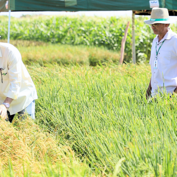 Emater e Embrapa desenvolvem pesquisa sobre uso de bioinsumos no cultivo de arroz