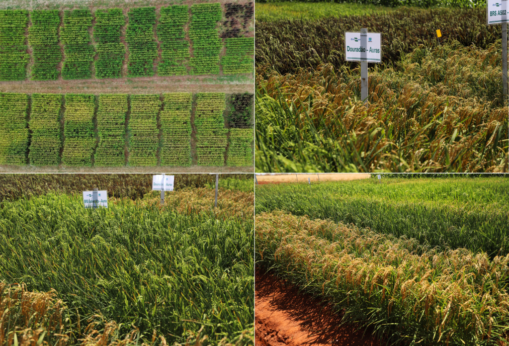 Emater e Embrapa desenvolvem pesquisa sobre uso de bioinsumos no cultivo de arroz 