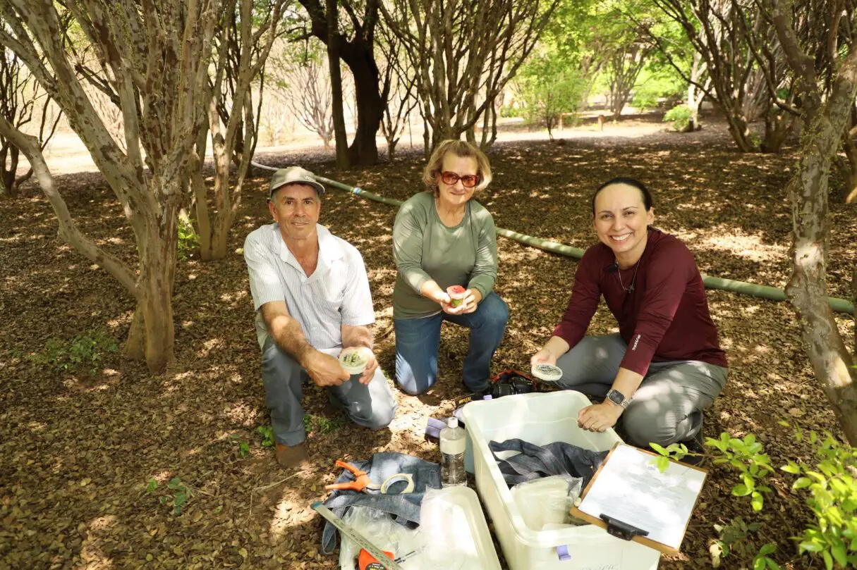 Emater Goiás intensifica pesquisa para identificar espécies de jabuticaba, em Hidrolândia