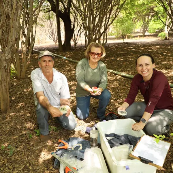 Emater Goiás intensifica pesquisa para identificar espécies de jabuticaba, em Hidrolândia