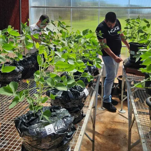 Governo de Goiás financia pesquisa para aumentar resistência da soja à seca