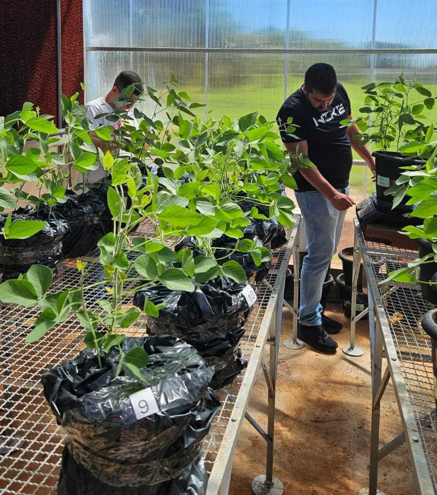 Governo de Goiás financia pesquisa para aumentar resistência da soja à seca