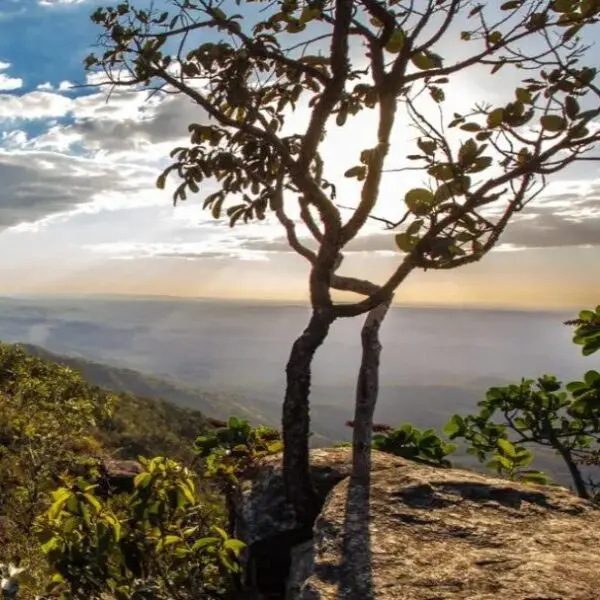 Conferência Estadual do Meio Ambiente