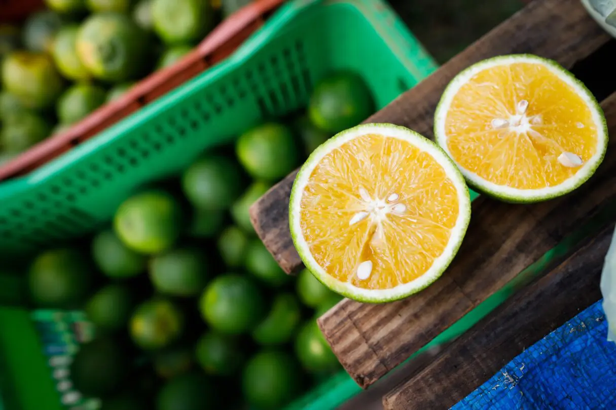 Laranja/ cultura de citros