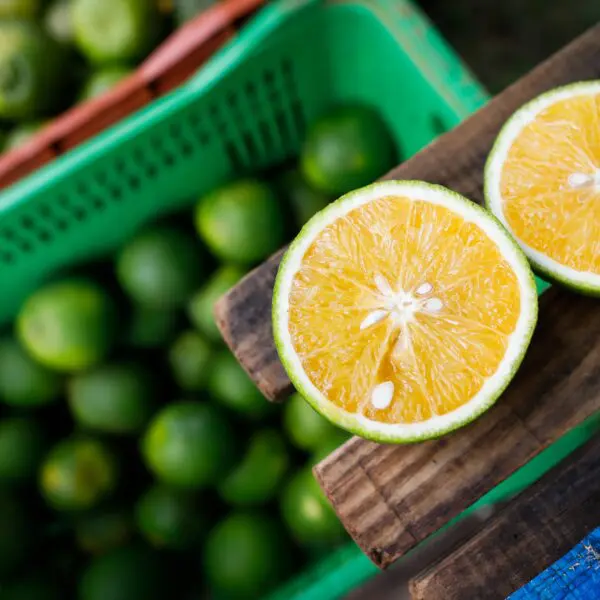 Laranja/ cultura de citros