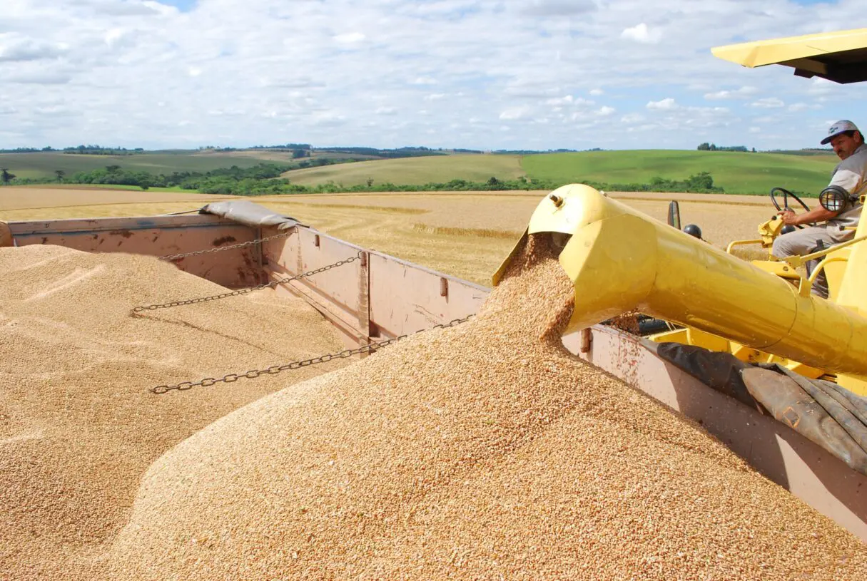 Goiás se consolida como líder na produção de trigo no Centro-Oeste