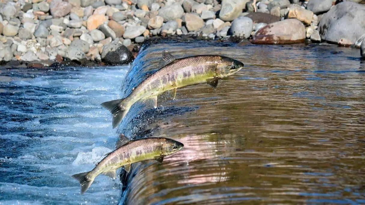 Piracema: período de defeso começa em 1º de novembro e vai até 28 de fevereiro de 2025