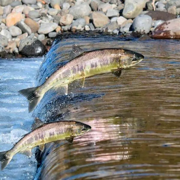 Piracema: período de defeso começa em 1º de novembro e vai até 28 de fevereiro de 2025