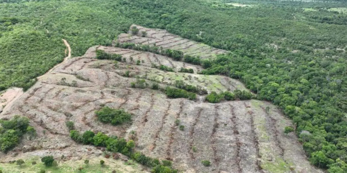 Reposição florestal