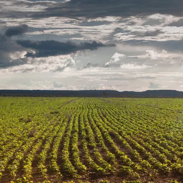 Produtor rural tem até 02 de janeiro para efetuar semeadura da soja em Goiás