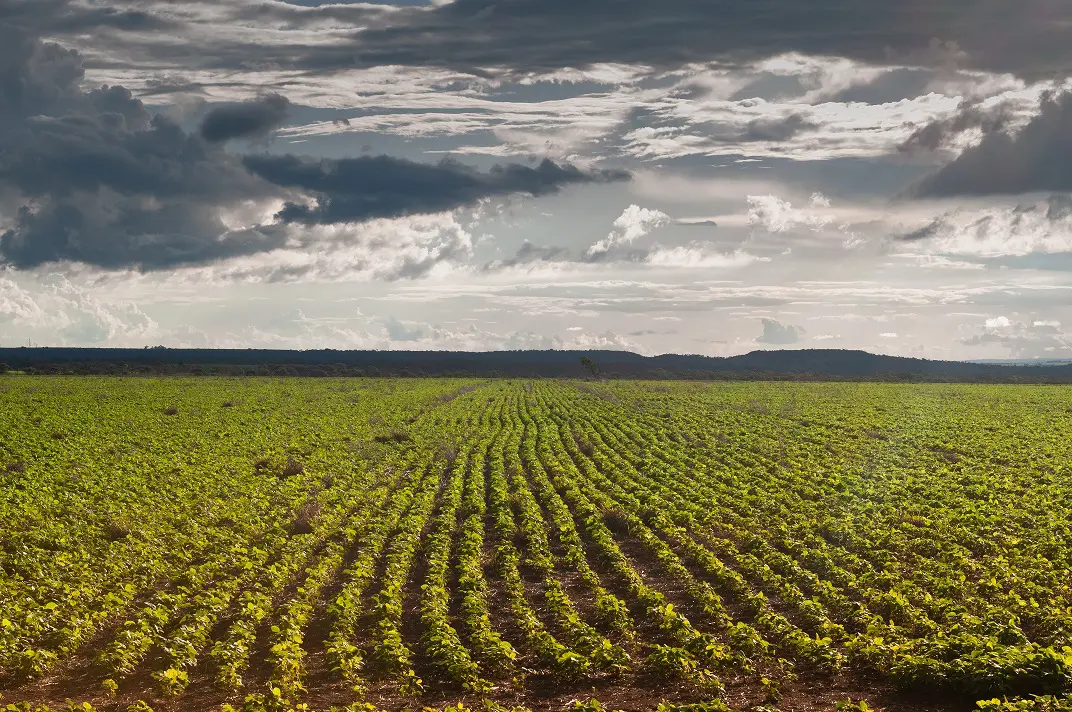 Produtor rural tem até 02 de janeiro para efetuar semeadura da soja em Goiás