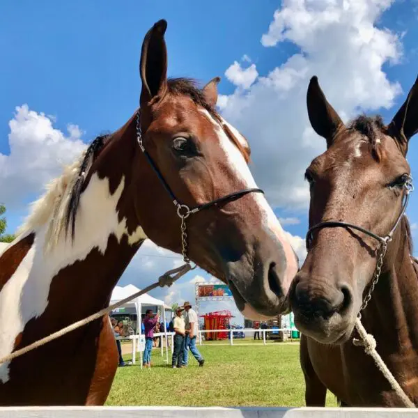 Passaporte Equestre pode ser adotado em todo o país