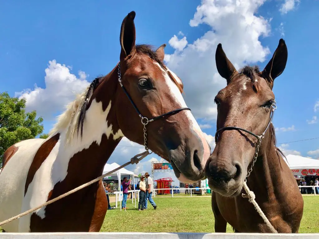 Passaporte Equestre pode ser adotado em todo o país