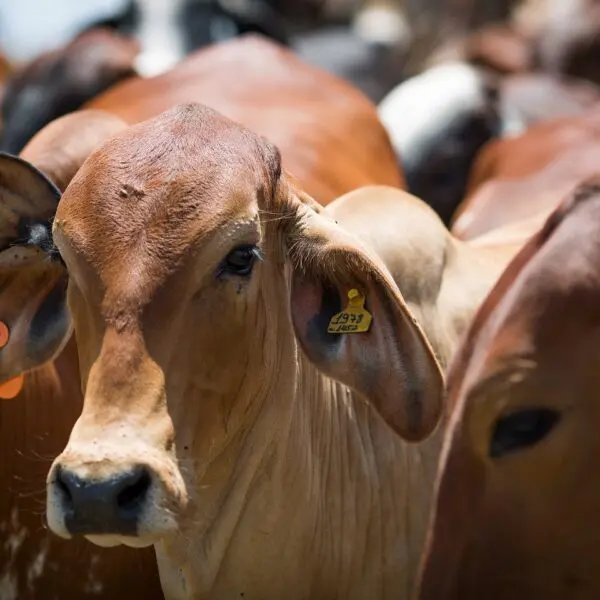 Declaração de rebanho deve ser feita à Agrodefesa até 31 de dezembro, em Goiás