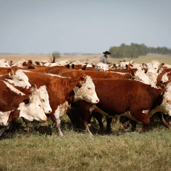 Em alta, abate de bovinos atinge 1,06 milhão de animais em Goiás