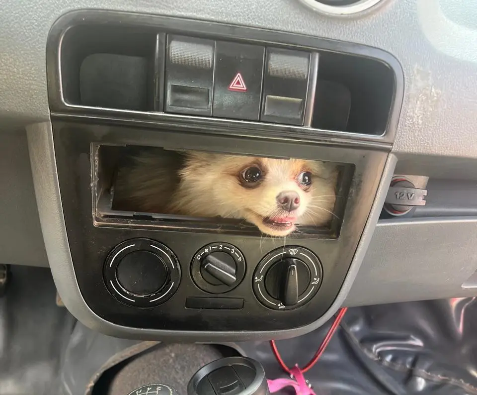 Bombeiros em Luziânia resgatam cachorro preso no painel do carro