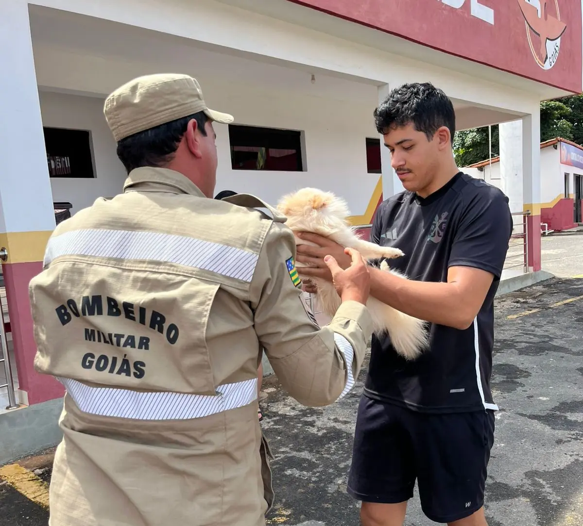 Com muita paciência e técnica, a equipe realizou o resgate com sucesso, garantindo que o animal fosse retirado sem nenhum ferimento