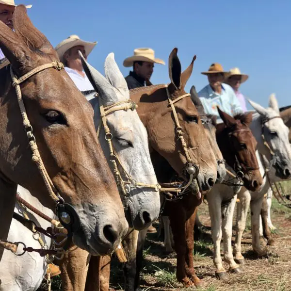 Mulas participantes do Encontro Nacional de Muladeiros