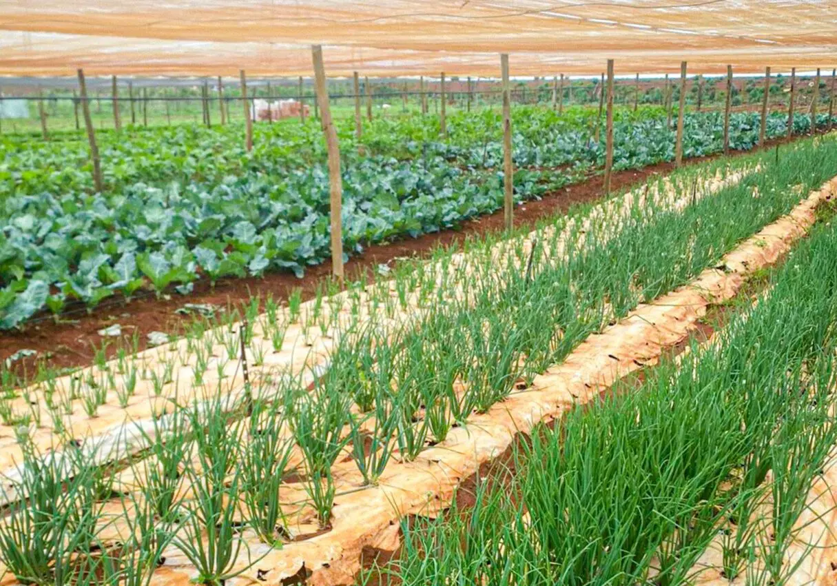 Emater orienta agricultores a evitar prejuízos no período de chuva