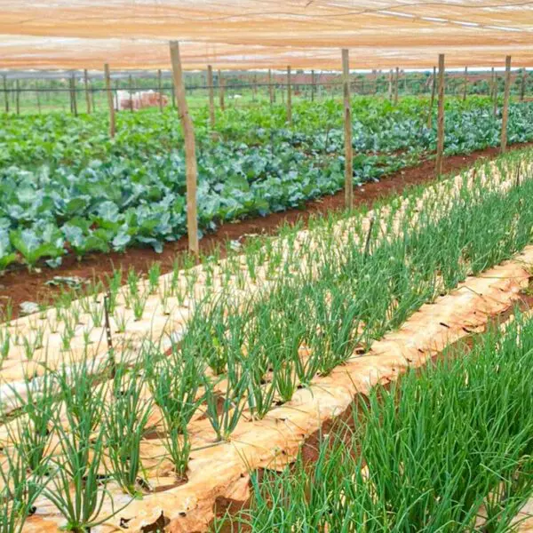 Emater orienta agricultores a evitar prejuízos no período de chuva