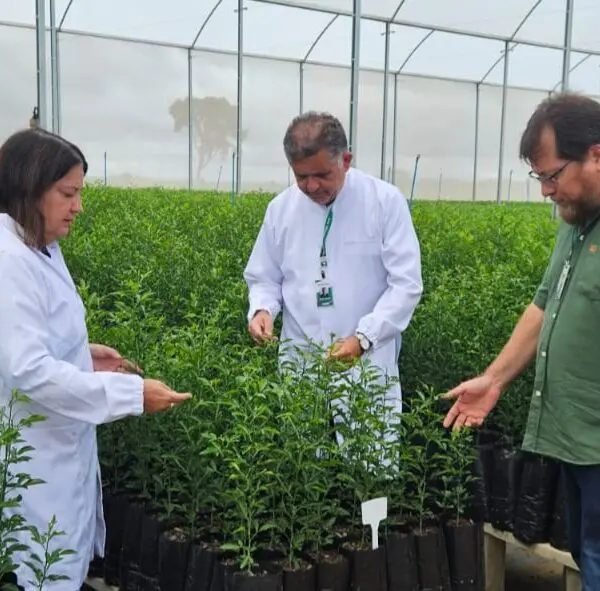 Viveiro de mudas citrus cadastrado na Agrodefesa