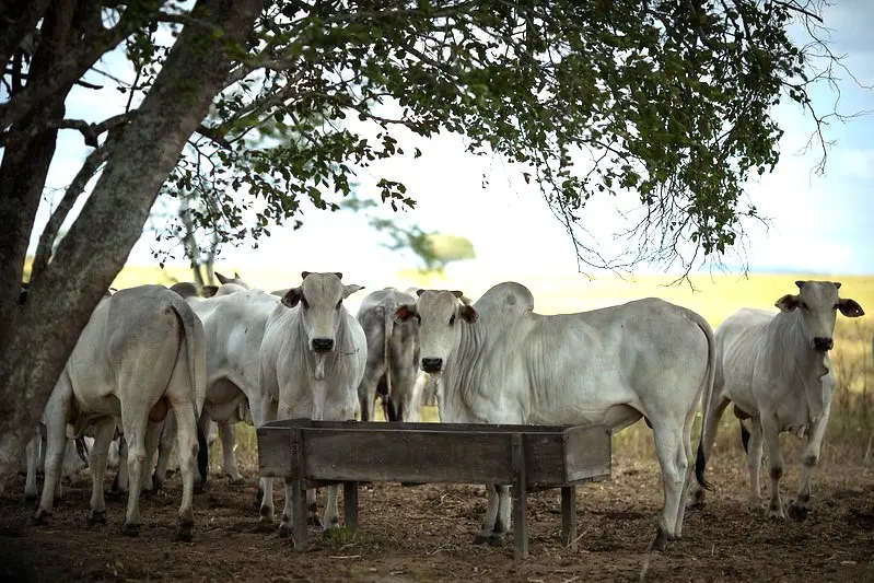 Goiás contabilizou mais de 22 milhões de cabeças de bovinos, em 2024, segundo a Agrodefesa