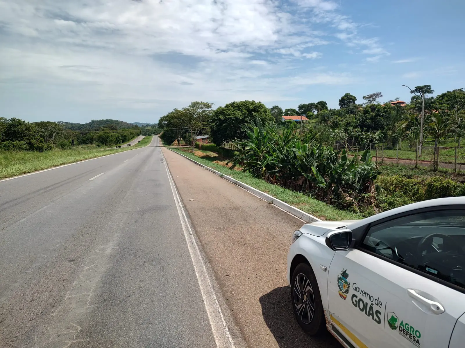 Agrodefesa alerta para riscos do cultivo de bananeiras nas faixas de domínio de rodovias goianas