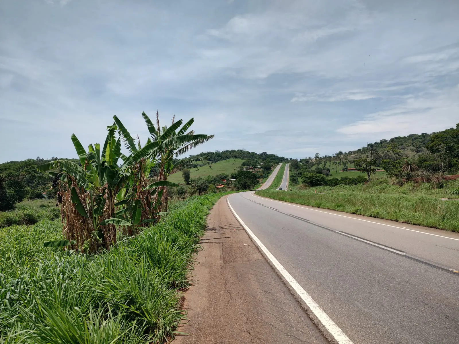 Agrodefesa alerta para riscos do cultivo de bananeiras nas faixas de domínio de rodovias goianas