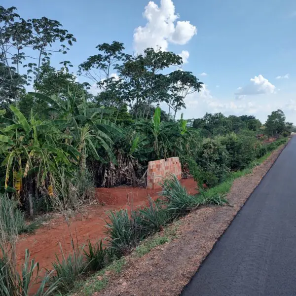 Agrodefesa alerta para riscos do cultivo de bananeiras em faixas de domínio de rodovias