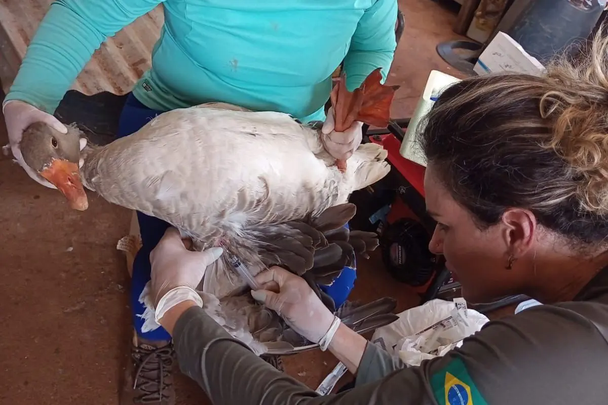 Agrodefesa fiscaliza criação de aves em Goiás