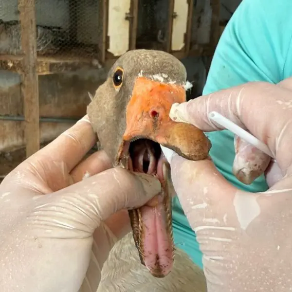 Agrodefesa realiza exames em aves para assegurar ausência de Influenza Aviária e Doença de Newcastle, em Goiás