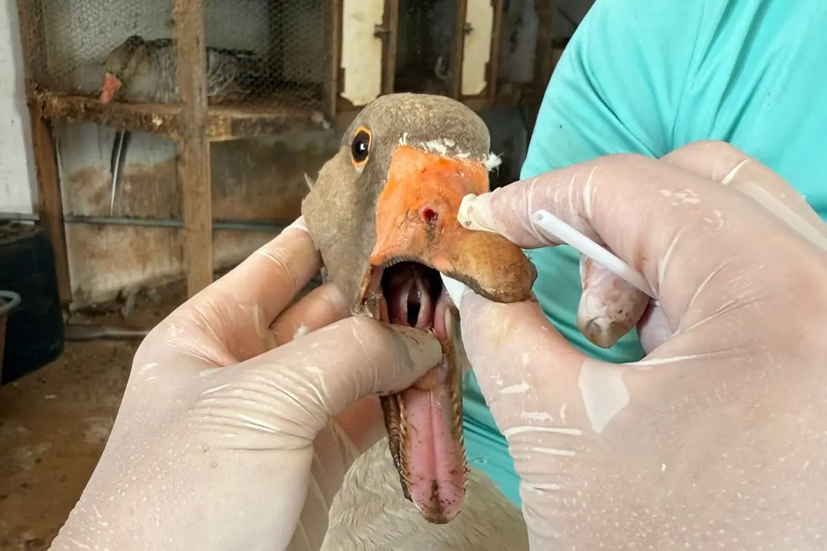 Agrodefesa realiza exames em aves para assegurar ausência de Influenza Aviária e Doença de Newcastle, em Goiás