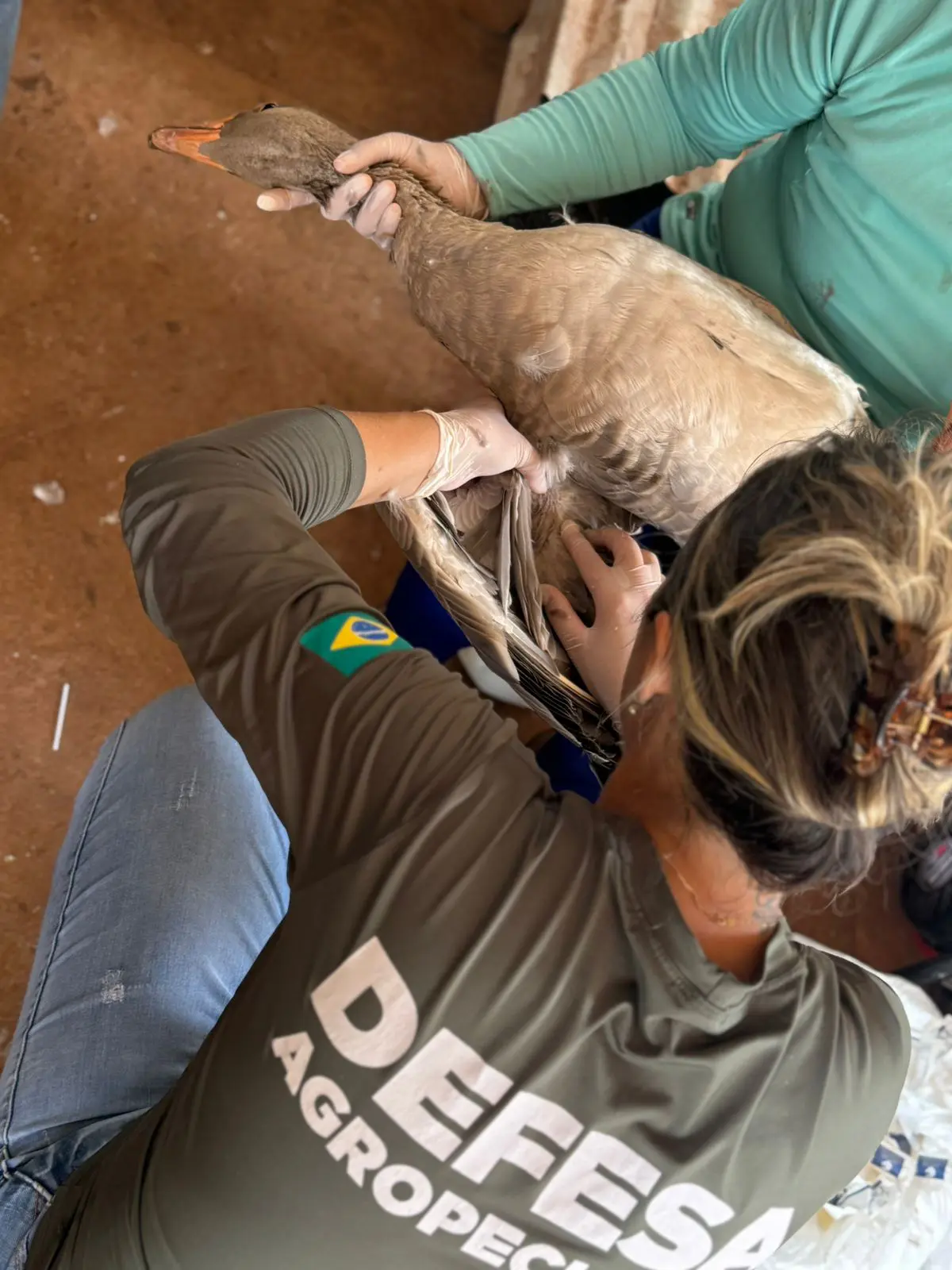 Exames em aves de Goiás