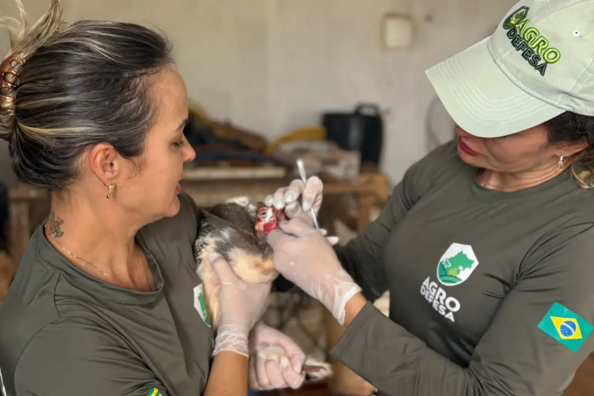 Agrodefesa fiscaliza criação de aves em Goiás