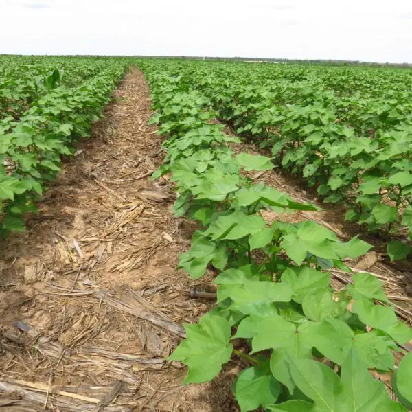 Agrodefesa alerta para o fim dos prazos de semeadura do algodão em municípios goianos