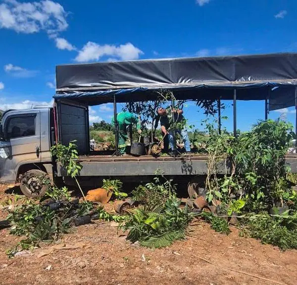 Agrodefesa apreende 350 mudas ilegais em Anápolis