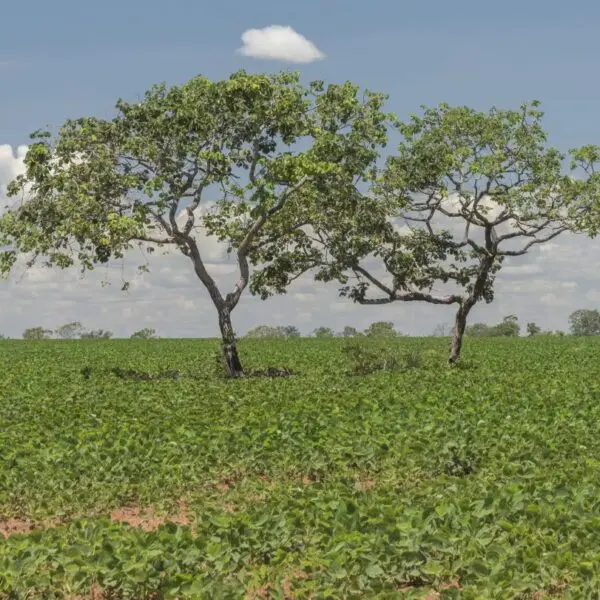 Imagem do Cerrado com duias árvores