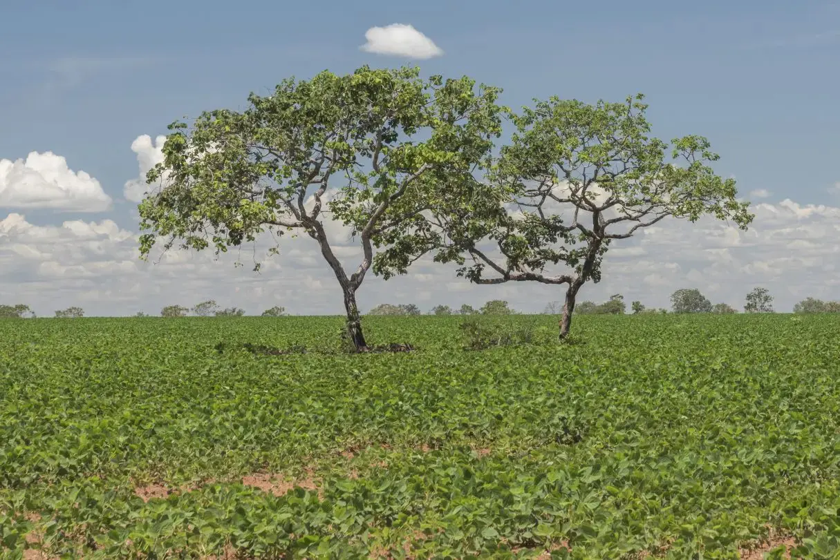 Imagem do Cerrado com duias árvores