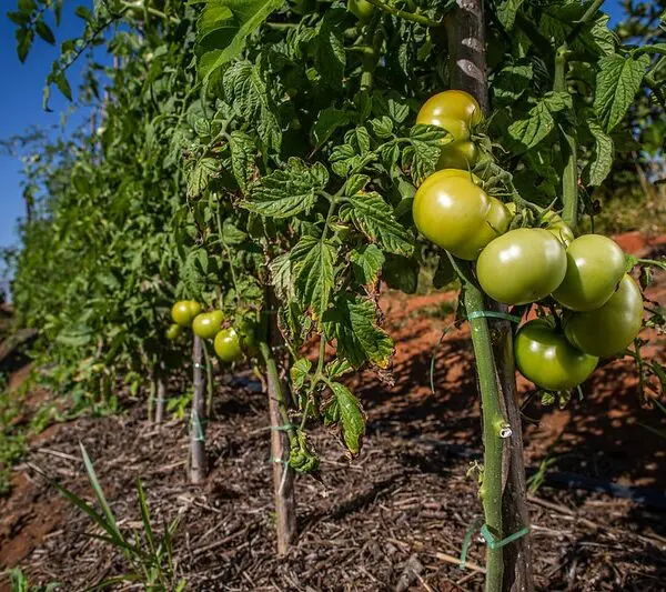 Transplantio de tomate