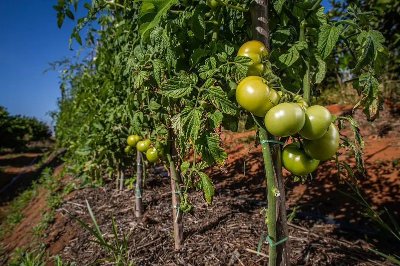 Transplantio de tomate