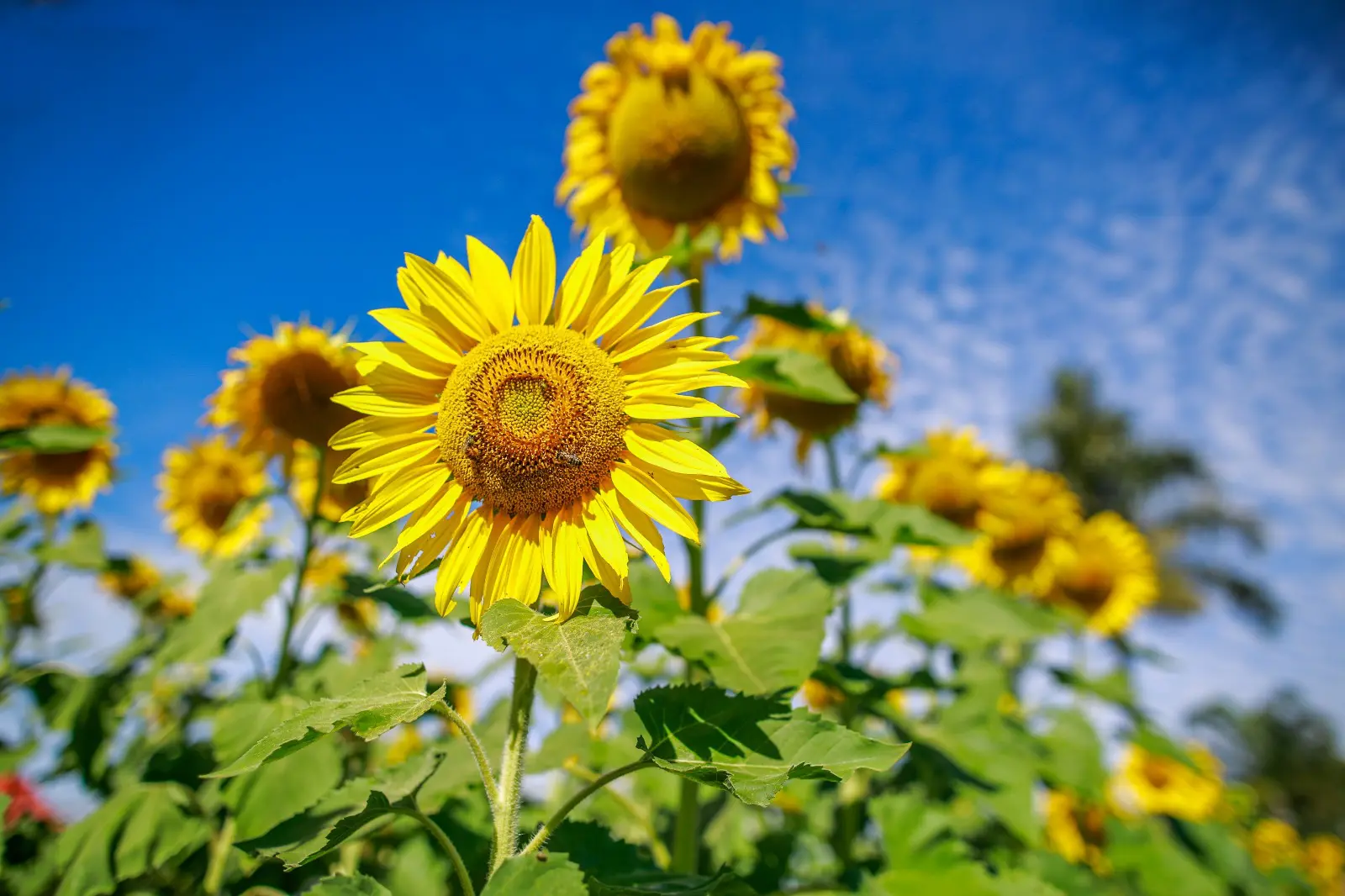 Agrodefesa alerta para prazo para semeadura do girassol