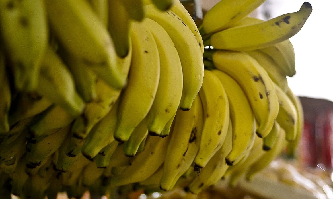 Bananicultores devem cadastrar propriedades rurais junto ao Sidago