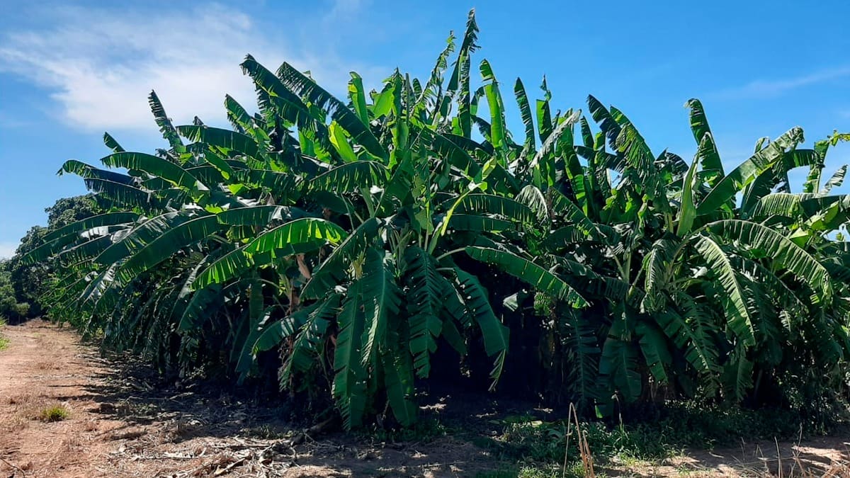 Bananicultores devem cadastrar propriedades rurais junto ao Sidago