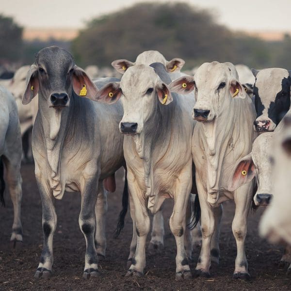 FCO Rural: mais de R$ 77 milhões são aprovados em novembro