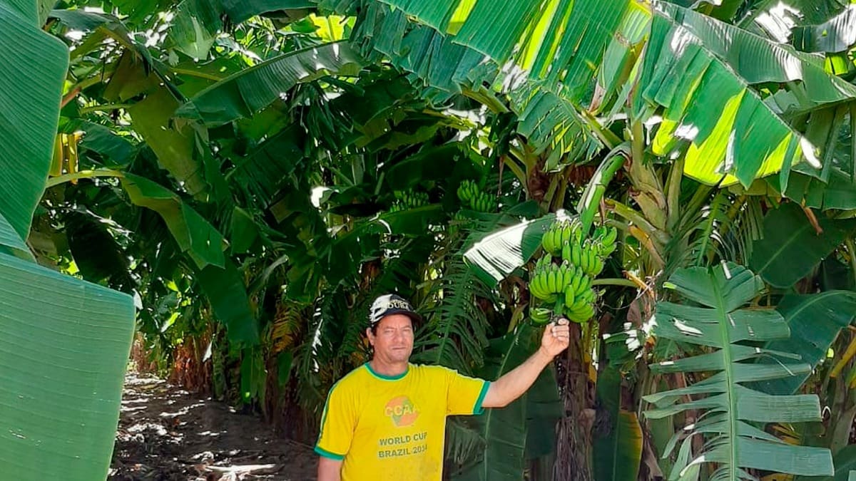 De onde vem o que eu como: banana tem família e até coração, Agro de gente  pra gente