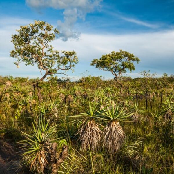 Programa financiado pela Fapeg e Semma de Rio Verde iniciam parceria para proteção da biodiversidade