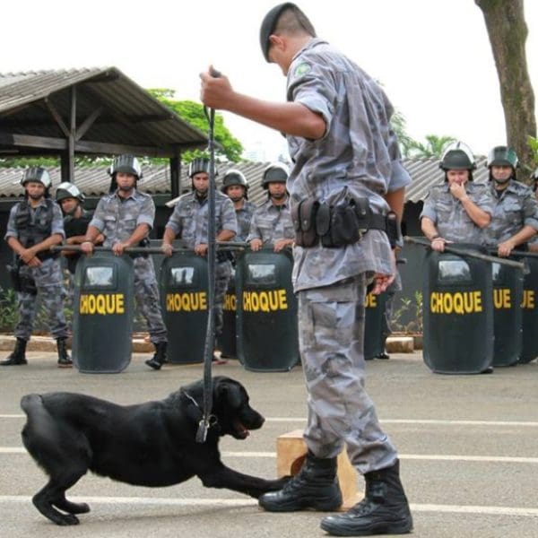 PMGO-Cães-1