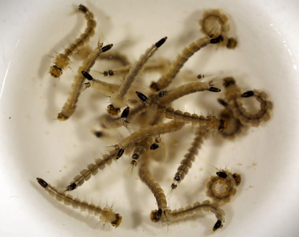 Aedes-aegypti